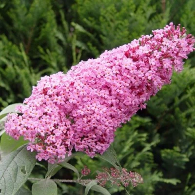 Буддлея давида ПИНК ДЕЛАЙТ в Екатеринбурге