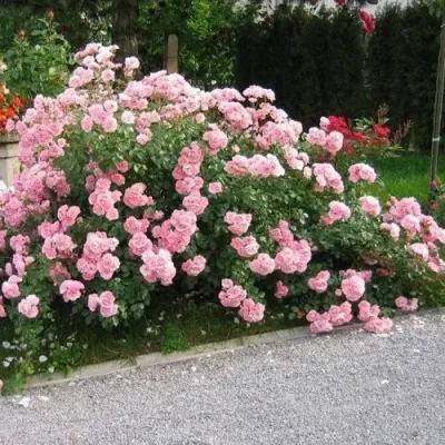 Роза БОНИКА флорибунда в Екатеринбурге