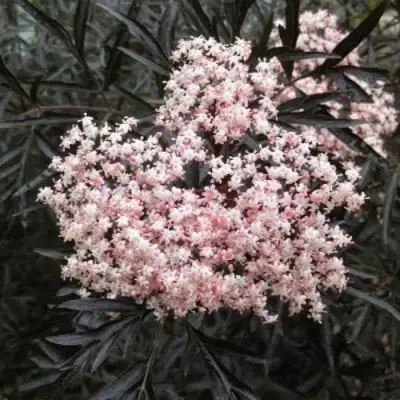 Бузина черная БЛЭК ЛЕЙС ЕВА в Екатеринбурге