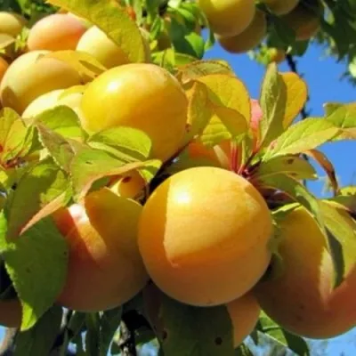 Слива МЕДОВАЯ ЖЁЛТАЯ в Екатеринбурге