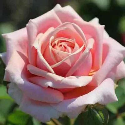 Роза ФРЕДЕРИК МИСТРАЛЬ чайно-гибридная в Екатеринбурге