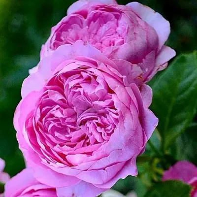 саженцы розы Шанталь Мерье