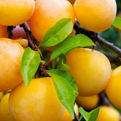 Слива МЕДОВАЯ ЖЁЛТАЯ в Екатеринбурге