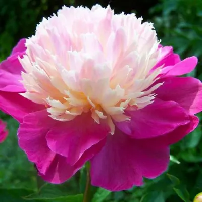 Пион ГЕЙ ПАРИ травянистый в Екатеринбурге