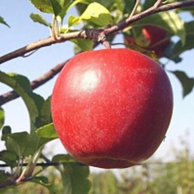 Яблоня ЛИГОЛ в Екатеринбурге