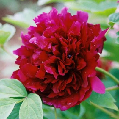 Пион ГАЛАКТИКА травянистый в Екатеринбурге