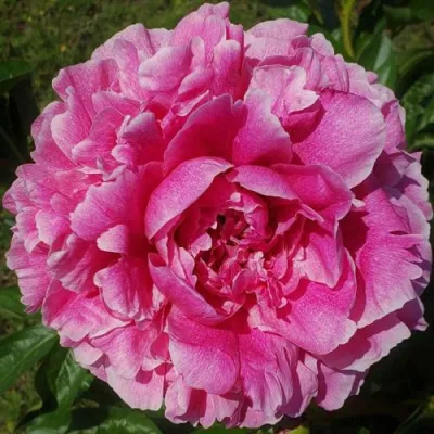 Пион ЗЕ ФОН травянистый в Екатеринбурге