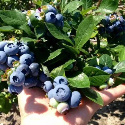 Голубика ДАРРОУ в Екатеринбурге