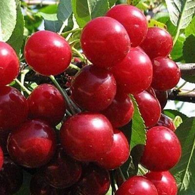 Вишня ГЛУБОКСКАЯ в Екатеринбурге