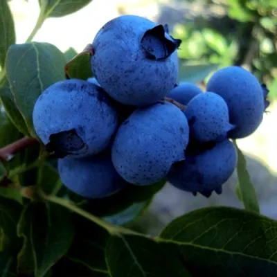 Голубика ДЖЕРСИ в Екатеринбурге