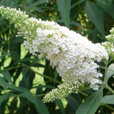 Буддлея давида ВАЙТ ПРОФЬЮЖН в Екатеринбурге