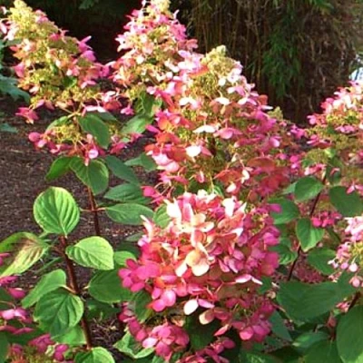 гортензия руби