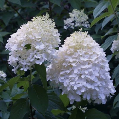 гортензия тардива