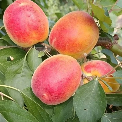 Абрикос ОСОБЕННЫЙ ДЕНИСЮКА в Екатеринбурге