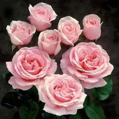 Роза ФРЕДЕРИК МИСТРАЛЬ чайно-гибридная в Екатеринбурге