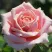 Роза ФРЕДЕРИК МИСТРАЛЬ чайно-гибридная в Екатеринбурге