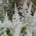 Астильба ВИЖНС ИН ВАЙТ китайская в Екатеринбурге