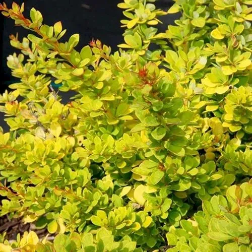 Барбарис СЕНСЕЙШЕН тунберга  Барбарис СЕНСЕЙШЕН тунберга в Екатеринбурге