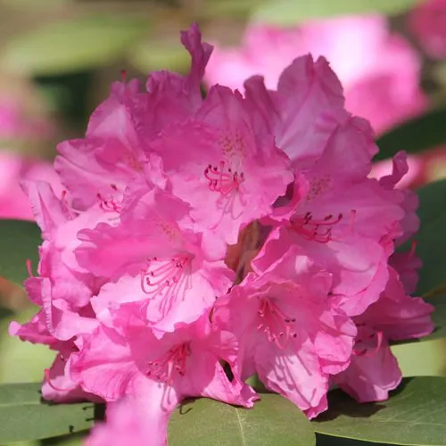 Рододендрон ЛУМИНА  Рододендрон ЛУМИНА в Екатеринбурге