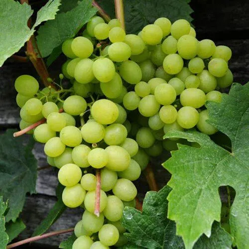 Виноград АЛЕШЕНЬКИН  Виноград АЛЕШЕНЬКИН в Екатеринбурге