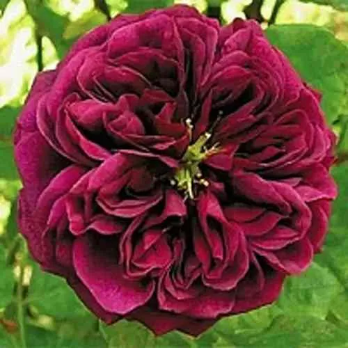 Саженцы роз ЗЕ ПРИНЦ английская в Екатеринбурге