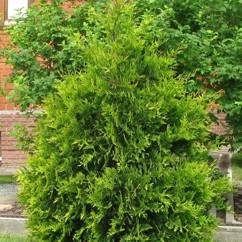 Туя АНЯ (АНИЕ) западная  Туя АНЯ (АНИЕ) западная в Екатеринбурге