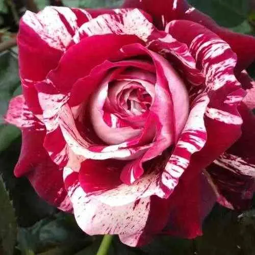 Саженцы роз ХУЛИО ИГЛЕСИАС чайно-гибридная в Екатеринбурге