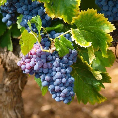 Виноград ЗИЛГА  Виноград ЗИЛГА в Екатеринбурге