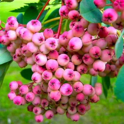 Рябина ПИНК сладкоплодная  Рябина ПИНК сладкоплодная в Екатеринбурге