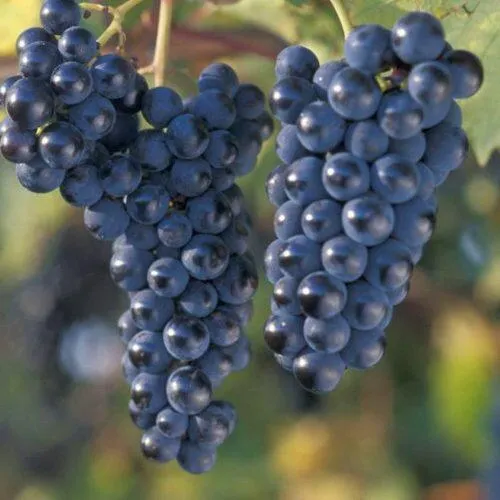 Виноград МАРКЕТТ  Виноград МАРКЕТТ в Екатеринбурге