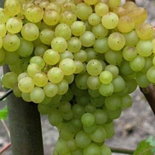 Виноград КИШМИШ 342  Виноград КИШМИШ 342 в Екатеринбурге