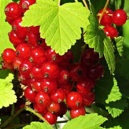 Смородина красная ГАЗЕЛЬ в Екатеринбурге