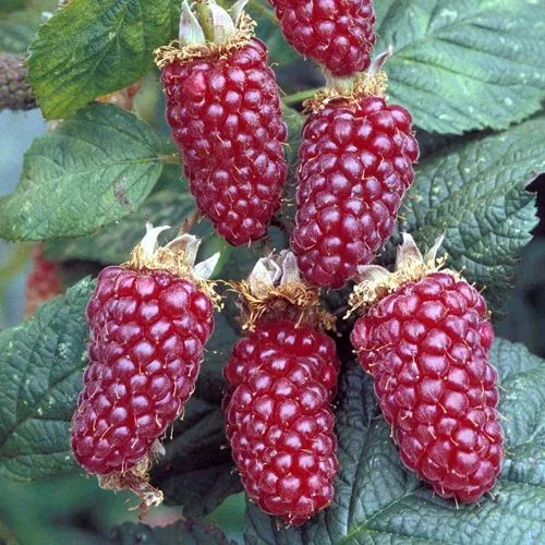 Ежемалина ТАЙБЕРРИ  Ежемалина ТАЙБЕРРИ в Екатеринбурге