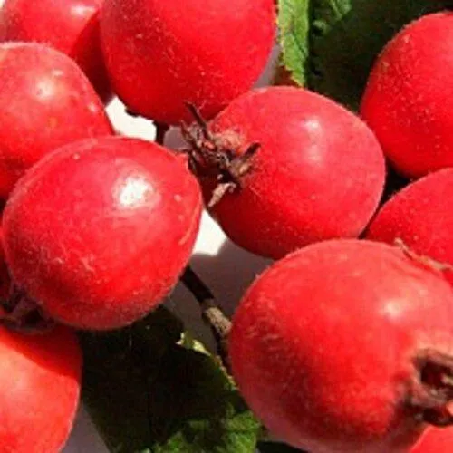 Боярышник КРУПНОПЛОДНЫЙ  Боярышник КРУПНОПЛОДНЫЙ в Екатеринбурге