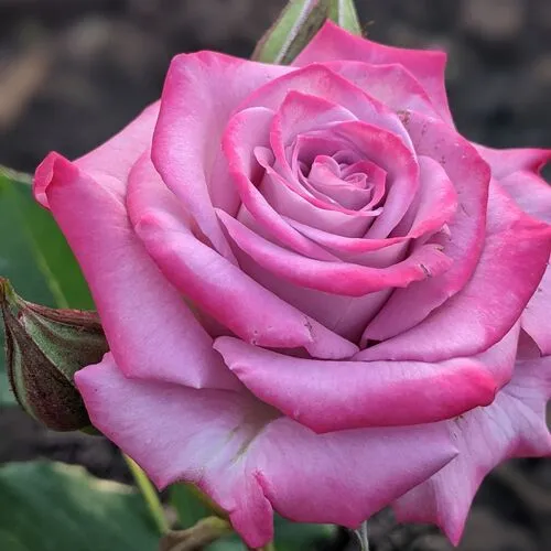 Саженцы роз ОКЕАН МИКАДО спрей  Саженцы роз ОКЕАН МИКАДО спрей в Екатеринбурге