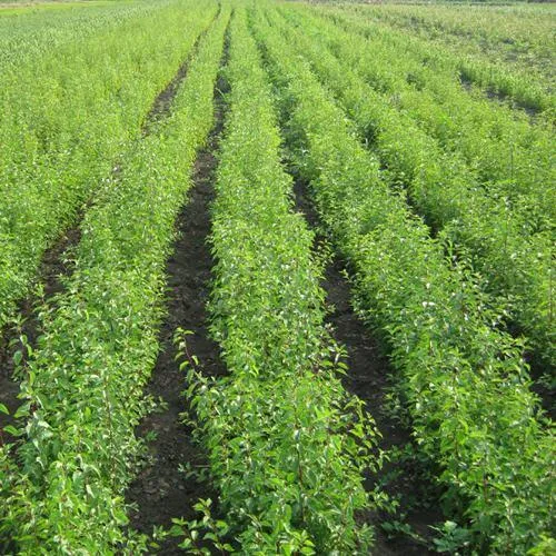 Подвой сливы ДИКАЯ АЛЫЧА в Екатеринбурге