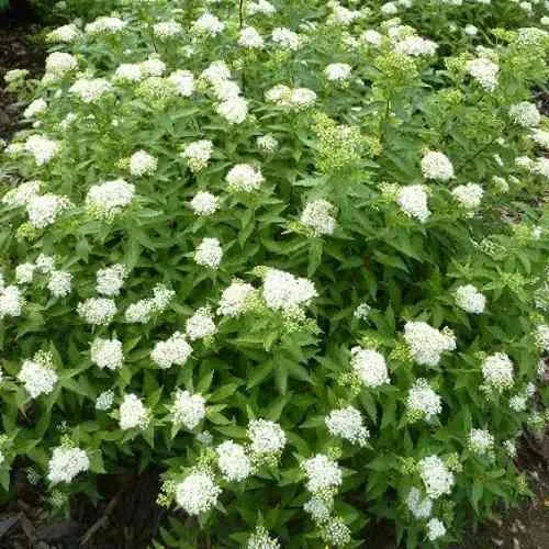 Спирея АЛЬБИФЛОРА японская в Екатеринбурге