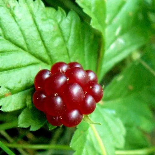 Княженика ЭЛПЕ  Княженика ЭЛПЕ в Екатеринбурге