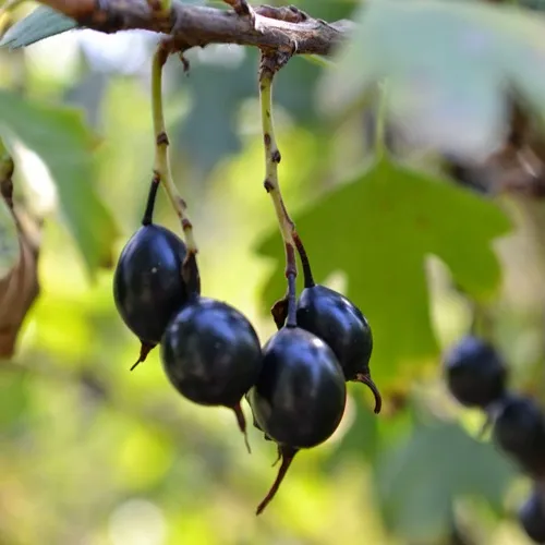 Смородина золотистая ДУСТЛИК  Смородина золотистая ДУСТЛИК в Екатеринбурге