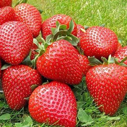 Клубника ЭЛИАНЕ  Клубника ЭЛИАНЕ в Екатеринбурге