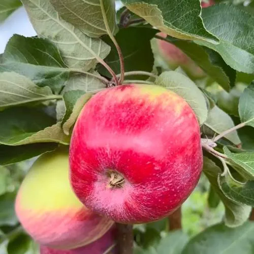 Яблоня АРБАТ колонновидная  Яблоня АРБАТ колонновидная в Екатеринбурге