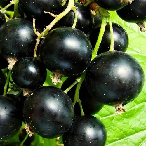 Смородина черная ДАЧНИЦА  Смородина черная ДАЧНИЦА в Екатеринбурге