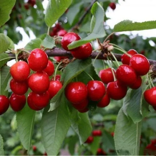 Черешня ДОНЕЦКАЯ КРАСАВИЦА в Екатеринбурге