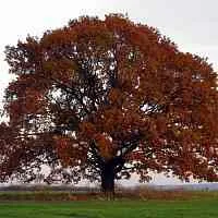 Дуб скальный  Дуб скальный в Екатеринбурге