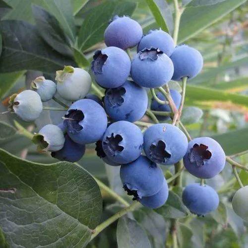 Голубика ЛЕГАЦИЯ  Голубика ЛЕГАЦИЯ в Екатеринбурге