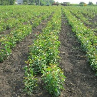 Подвой груши ДИКАЯ ГРУША  Подвой груши ДИКАЯ ГРУША в Екатеринбурге