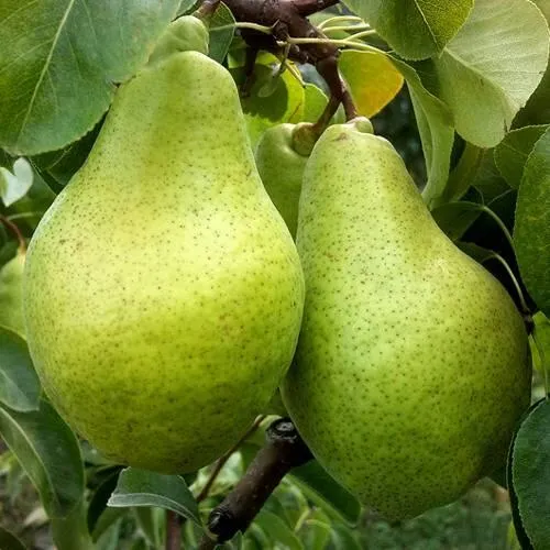 Груша НОЯБРЬСКАЯ ЗИМНЯЯ в Екатеринбурге