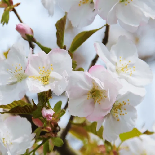 Вишня ОКАМЕ  Вишня ОКАМЕ в Екатеринбурге