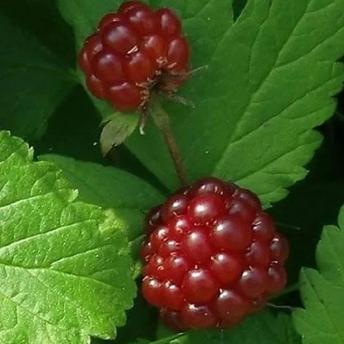 Княженика КЛОН  Княженика КЛОН в Екатеринбурге