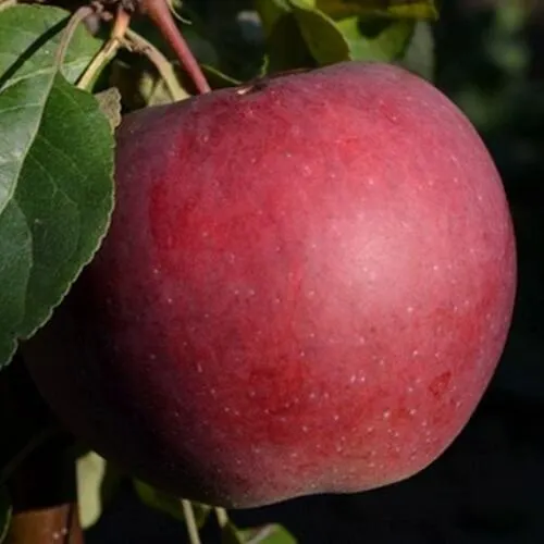 Яблоня БЕЛОРУССКОЕ СЛАДКОЕ в Екатеринбурге